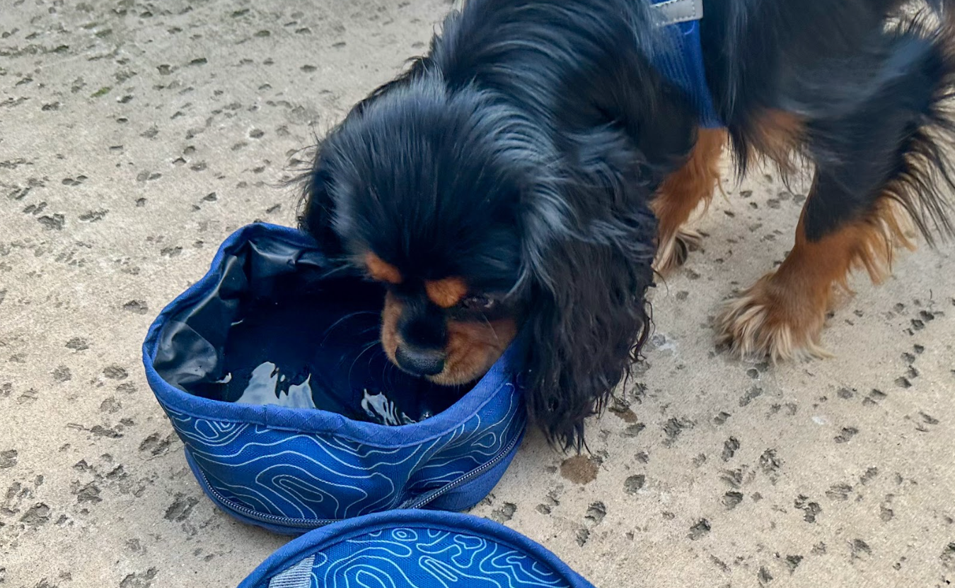 Ford Bronco Topographical Collapsible Pet Water Bowl
