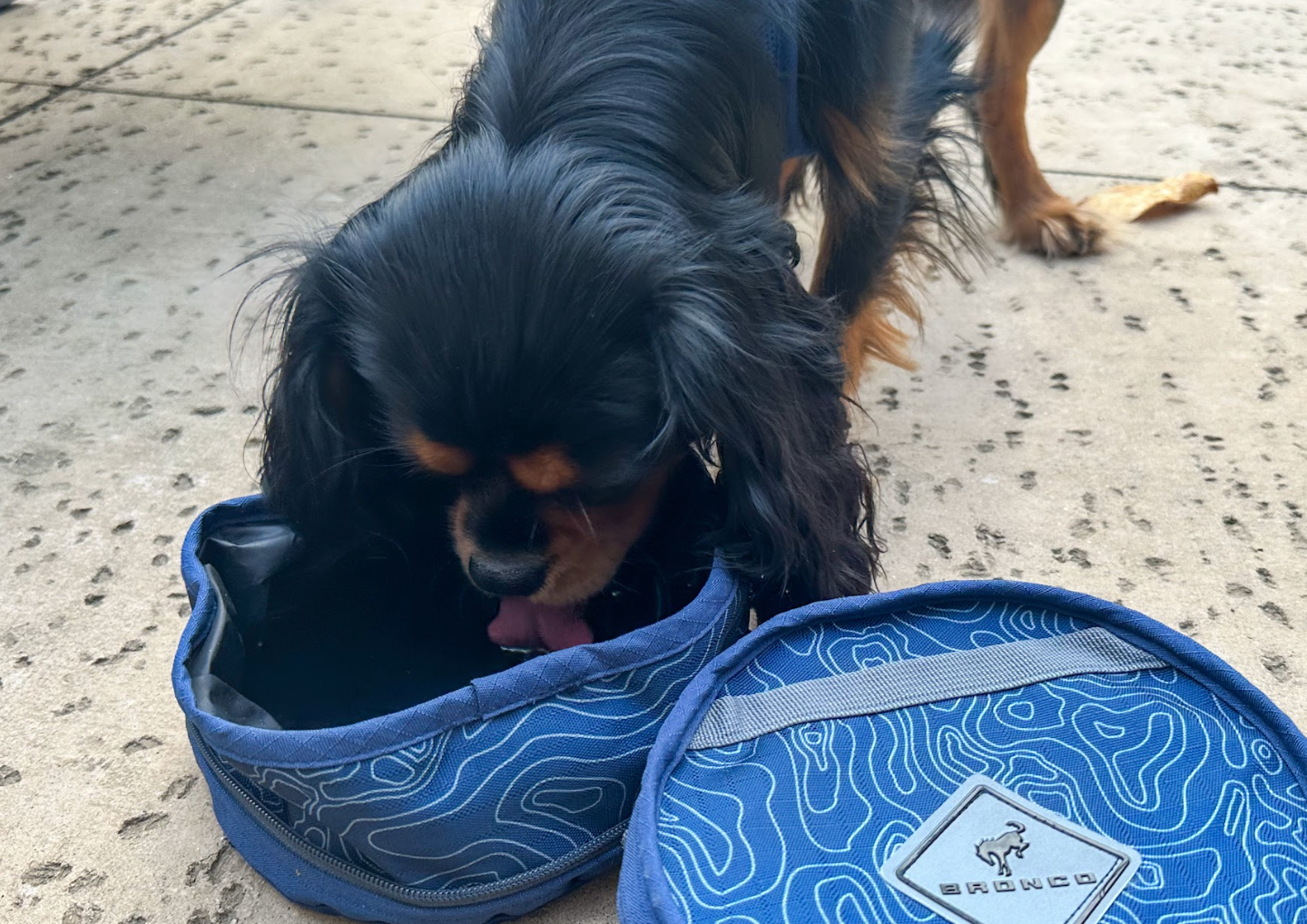 Ford Bronco Topographical Collapsible Pet Water Bowl